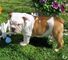 Akc registrado English bulldog cachorros - Foto 1