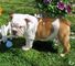 Akc registrado english bulldog cachorros