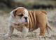 Akc registrados bulldog inglés cachorros a precios asequibles