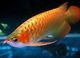 Arowana de oro crossback y otras especies de arowana