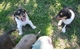 Border collie cachorros listos para cumplir con su nueva familia