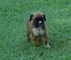 Boxer cachorros listo