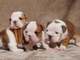 Bulldog inglés cachorros para la adopción