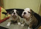 Bulldog ingles cria propia y seria - Foto 1