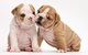 Bulldog ingles para adopcion - Foto 1
