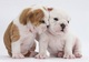 Cachorritos de Bulldog ingles para adopcion - Foto 1