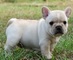 Cachorro bulldog frances en adopcion - Foto 1