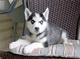 Cachorro husky siberiano