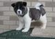 Cachorros akita inu americano