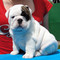 Cachorros bulldog ingles para adopcion - Foto 1