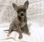 Cachorros Chihuahua Potty listo para conocer nuevo dueño - Foto 1