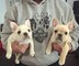 Cachorros de bulldog francés lindo y entrenados para su adopción - Foto 1