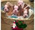 Cachorros de bulldog ingles para listo para su adopcion