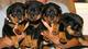 Cachorros de rottweiler