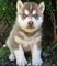 Cachorros de Siberian Husky ojos azules disponibles para la venta - Foto 1