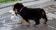 Cachorros gigantes Rottweiler listos para la venta - Foto 1