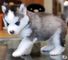 Cachorros husky siberiano en venta