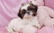 Cachorros impresionantes Shih Tzu listos ahora - Foto 1