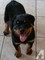 Cachorros rottweiler para adopcion