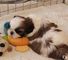 Cachorros shihtzu impresionante sólo listo y ahora acaba de