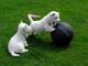 Cahorros de west highland white terrier
