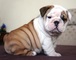 Calidad bulldog ingléscachorros para la venta