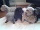 Calidad shar pei cachorros