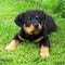 Camada cachorros rottweiler para adopcion - Foto 1