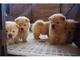 Camada de Cachorros Chow Chow - Foto 1