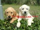 Camada golden retriever