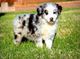 Campeón australiano cachorros de pastor para la adopción - Foto 1
