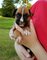 Campeón Boxer cachorros disponibles para la adopción - Foto 1