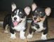 Cardigan galés corgi perritos (los mejores cachorros)