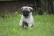 Carlino pug cachorros