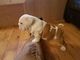 Cute cachorro bulldog francés listo para la adopción ahora .
