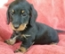 Dachshund cachorros listo ahora para la venta - Foto 1