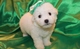 Encantadores cachorros bichon frise disponibles