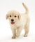 Excelentes cachorros de golden retriever - Foto 1