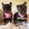 F2 Agouti Pomsky Pups disponibles para su adopción ahora! - Foto 1
