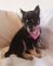F2 Agouti Pomsky Pups disponibles para su adopción ahora! - Foto 2