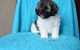 Fiable cachorros havanese listo para ir ahora