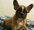 French bulldog blue