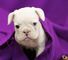 French bulldog for sale