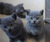 Gatitos británicos hermosos del Shorthair disponibles - Foto 1