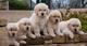 Golden retriever cachorros