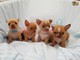 Gratis Chihuahua cachorros - Foto 1