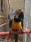 Gratis Macaw azul y oro disponible - Foto 1