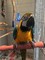 Gratis macaw azul y oro disponible