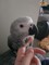 Gratis Macho y hembra African Grey Parrot disponible - Foto 1