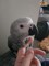 Gratis macho y hembra african grey parrot disponible